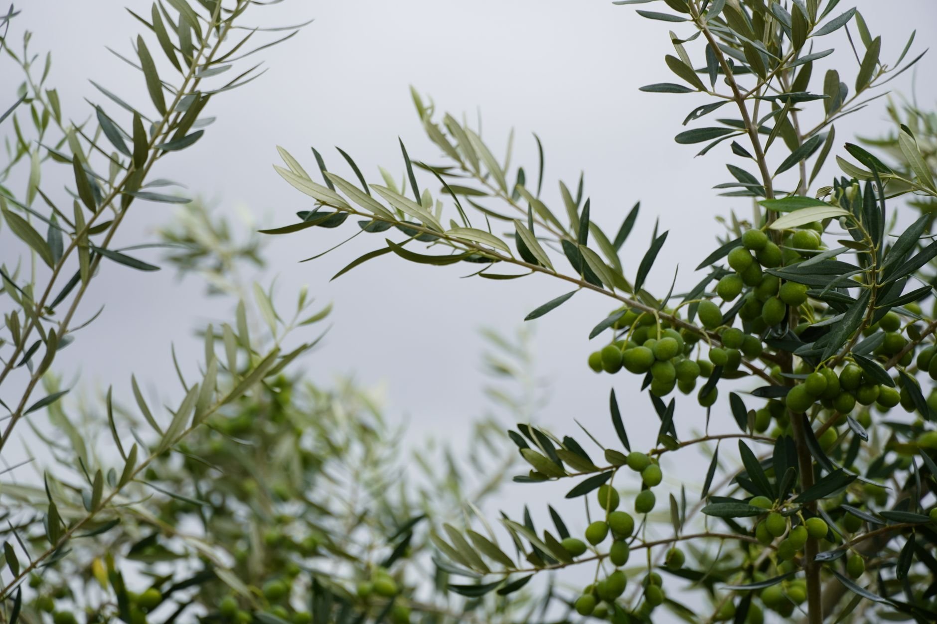 Close-up of green olives growing on a lush olive tree branch, symbolising nature and agriculture.